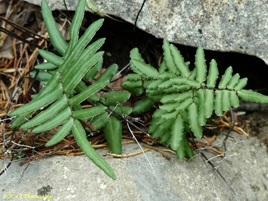 {Pellaea atropurpurea}